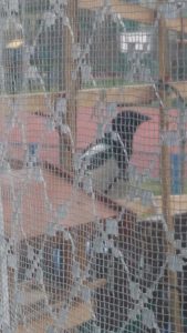 Sroka nie daje za wygraną.